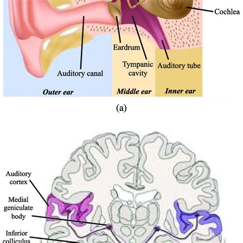 A Schematic Illustration Of The Auditory Anatomy B Afferent