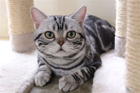 Jun 21, 2018 · ทาสแมวต้องหลั่งน้ำตา 10 อันดับ สายพันธุ์แมว ที่มีราคาแพงที่สุดในโลก สำหรับคนรักแมวตัวจริง ยังคิดแล้วคิดอีกว่าจะซื้อแมวน่ารักราคาแพงนี้มา. แมวพันธุ์อเมริกัน ช็อตแฮร์ - สายพันธุ์แมวรอบโลก สาระน่ารู้