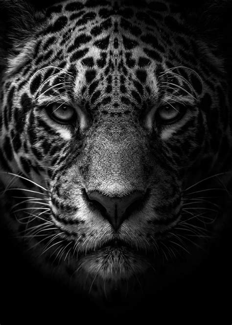 African Leopard Face Black Digital Art By Decor Studio