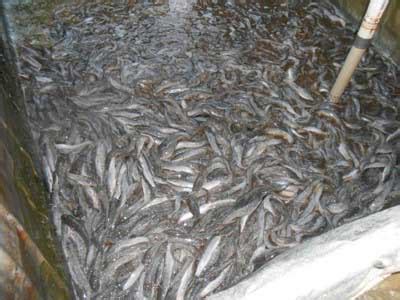 Check spelling or type a new query. Penyebab Ikan Lele Mati Di Kolam Terpal