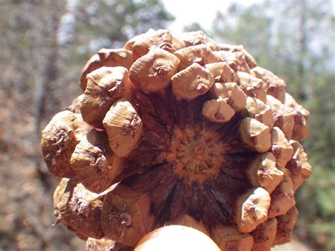 Pinus Ponderosa Scopulorum Rocky Mountain Ponderosa Pine Flickr