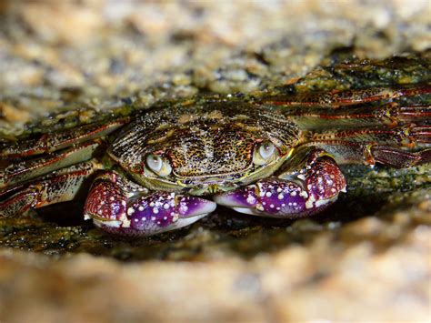 List Of Crabs Of New Zealand Wiki Everipedia