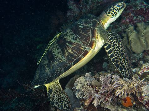Green Turtle Chelonia Mydas Wakatobi Indonesia Photo 15