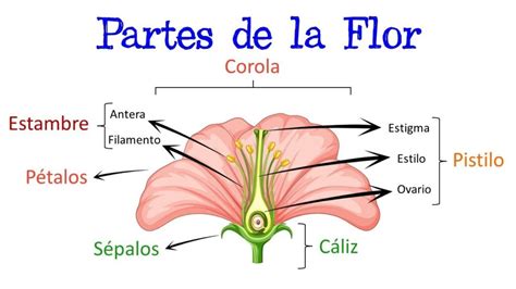 Las Partes De Una Flor