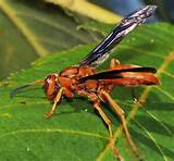 Pictures of Large Wasp