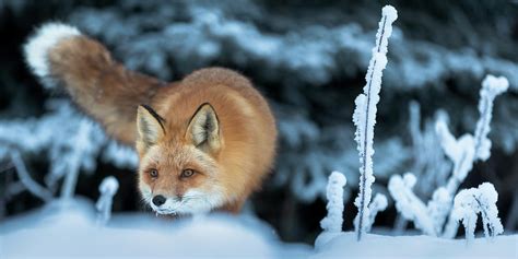 Red Fox Hunting Photograph By Scott Slone Fine Art America