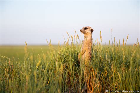 Meerkat Surrounded By Grass Burrard Lucas Photography