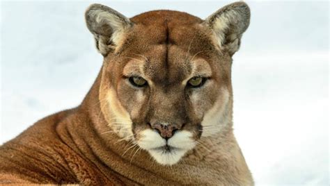 Possible Sighting Of Cougar In Dupage County
