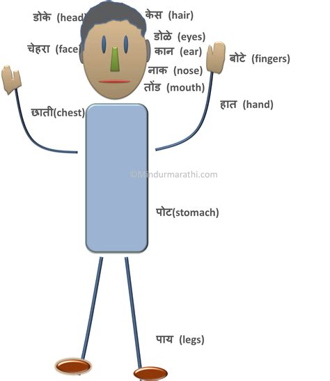 These body parts are:hair, ear, lips, eye, nose, mouth, neck, arm, waist, shoulder, chest, elbow, stomach, thigh, knee, thumb, leg, ankle, foot, toe, fingers. Body Parts -Learn Marathi @ Mind ur Marathi
