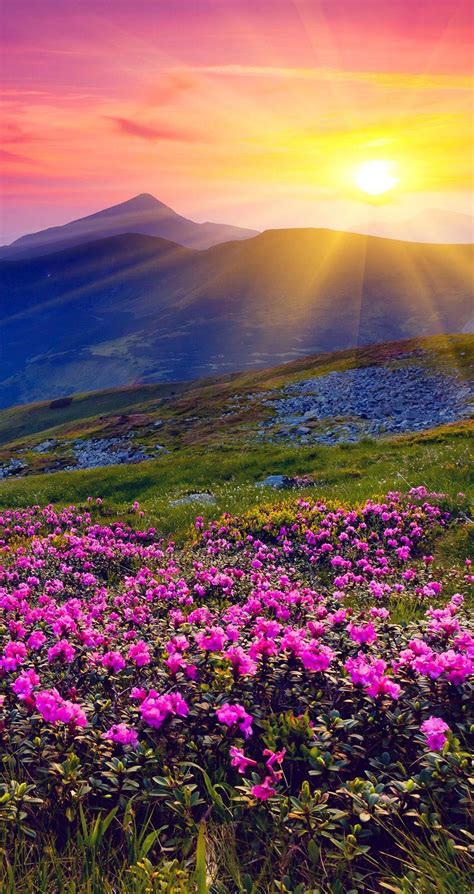 Flower Meadow And Sunset Wallpapers Wallpaper Cave
