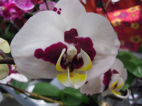 Dendrobium Orchid. in Carpinteria, CA | Phalaenopsis orchid, Dendrobium orchid, Orchids