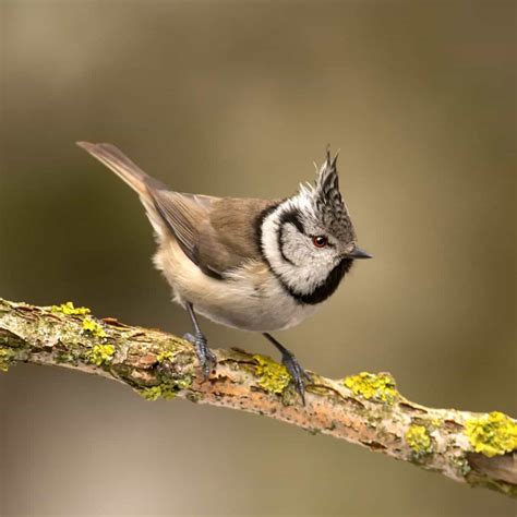 All About The Crested Tit Gardenbird