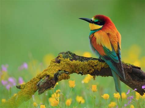 Beautiful Colorful Birds On Branch Dry Desktop Wallpaper Hd Resolution