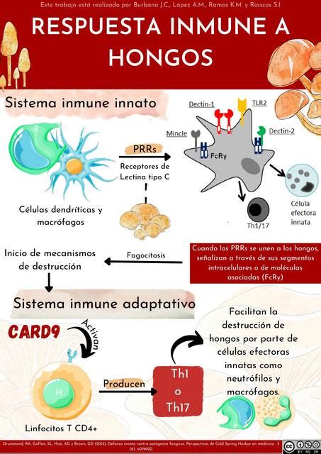 Respuesta Inmune A Hongos Doc Universitario ⚕️ Udocz