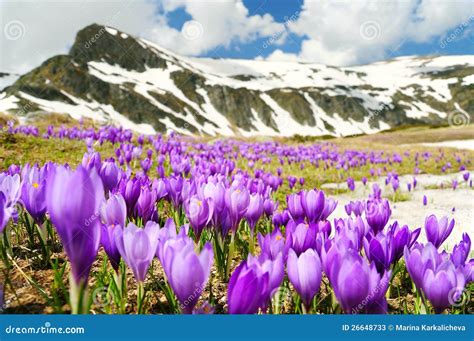 Spring Flowers In Mountains Stock Photos Image 26648733