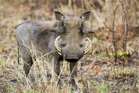 Facts About Warthogs Live Science