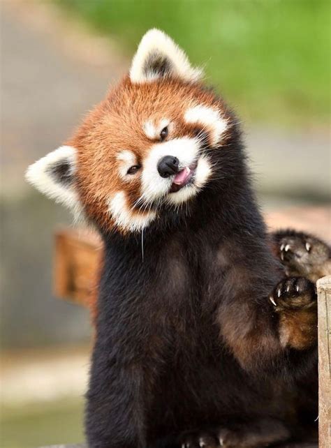 Pin By S Mah On Animals Red Panda ️ Cute Baby Animals Cute Animals