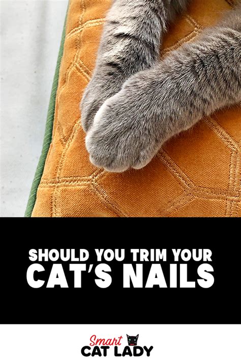 If you ever wonder why it's hard to sneak up on your cat, you can blame his whiskers, which act like an early warning system. Should You Trim Your Cat's Nails? | Cats, Cat facts, Cat ...