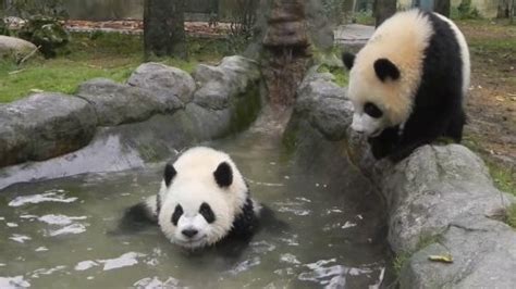 Can Pandas Swim Panda Things
