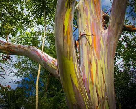 How To Grow And Care For Rainbow Eucalyptus Tree Plantly