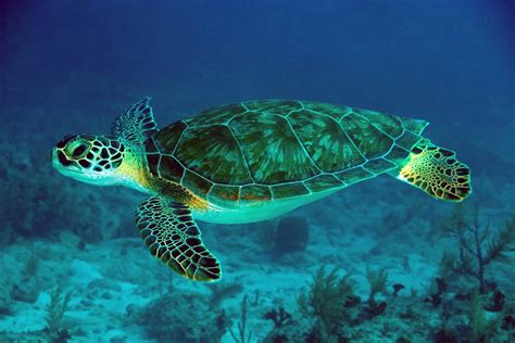 Green Turtle Swimming In Sea Hd Wallpapers