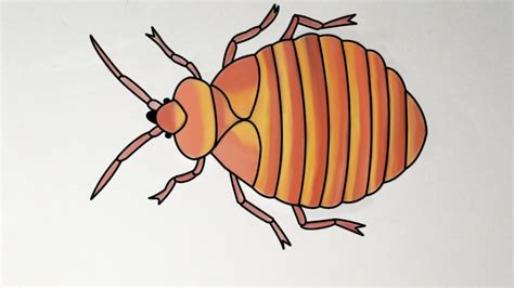 How To Draw A Bedbug How To Draw A Bed Bug Step By Step Easy Bed