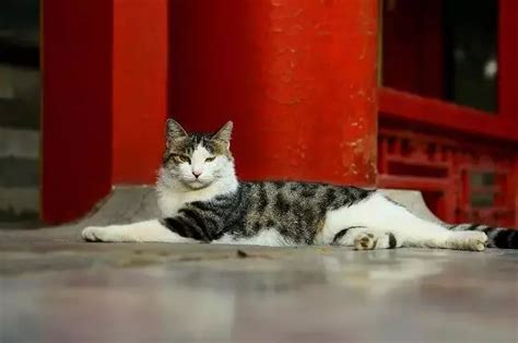 故宫现巨型御猫：除了600岁“老网红”，它们还撩到了老佛爷、村上春树 知乎