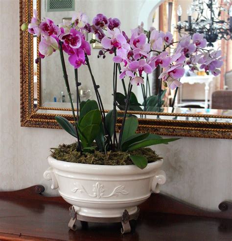 22 Of The Most Colorful House Plants That Are Hard To Kill Orchids