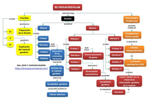 Mapa Mental Ciclo Celular Book Jb R Vrogue Co