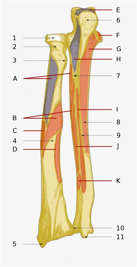 Ulna Radius Back Osteo And Muscle Diagram Png Image Transparent Png