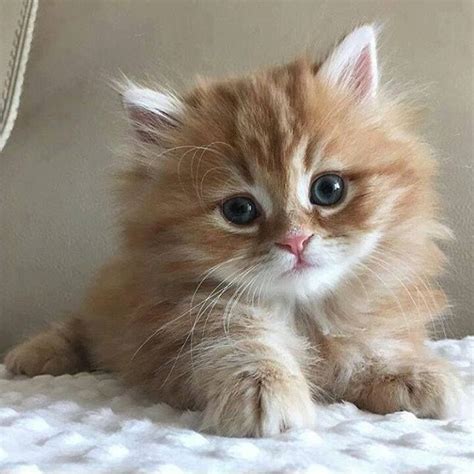 Pretty Orange Tabby Kitten Kittens Cutest Kitten Pictures Cute Cats
