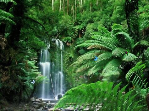 Waterfall Rainforest Pictures Jungle Images Jungle Forest