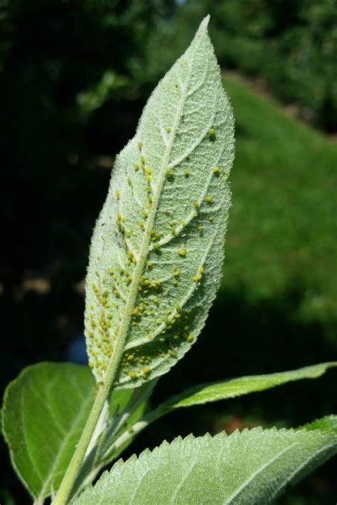 The best remedy for aphids on fruit trees is prevention. July | 2015 | Wayne County Integrated Pest Management