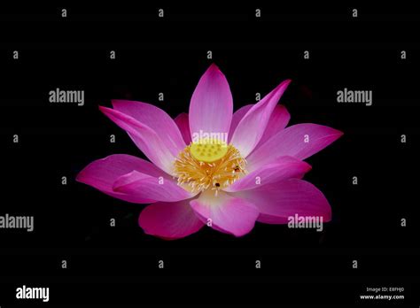 Close Up Of Pink Lotus Flower Nelumbo Nucifera Stock Photo Alamy