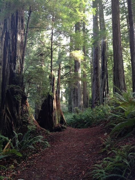 Maybe you would like to learn more about one of these? Photo: Amidst redwoods on the lush Miner's Ridge Trail ...