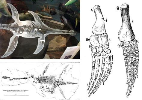 El Caso Del Cadáver De Cadborosaurus Una Revisión 2 Marcianitos Verdes