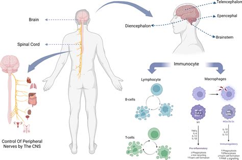 Frontiers Cns And Cns Diseases In Relation To Their Immune System