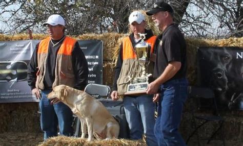 He has been started in protection, off leash. Hunters Labs, Labrador Puppies for sale, Wisconsin ...
