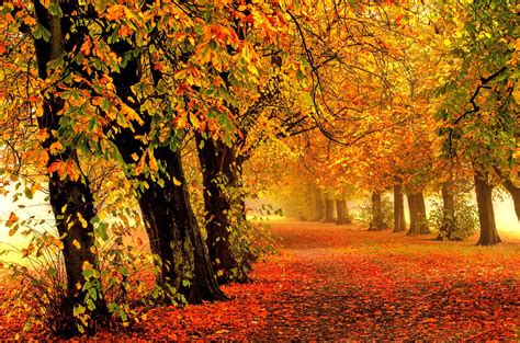 Autumn Fall Tree Forest Landscape Nature Leaves Wallpaper 4928x3264