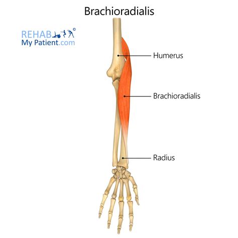 Brachioradialis Anatomy