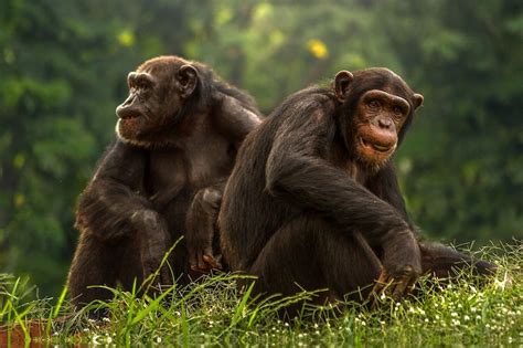 Bonobo ve Şempanzeler İnsanlar Hakkında Ne Anlatıyor Arkeofili