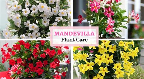 Be sure to take the cuttings from vigorous, healthy plants. Rocktrumpet care - How to grow and care for Mandevilla ...