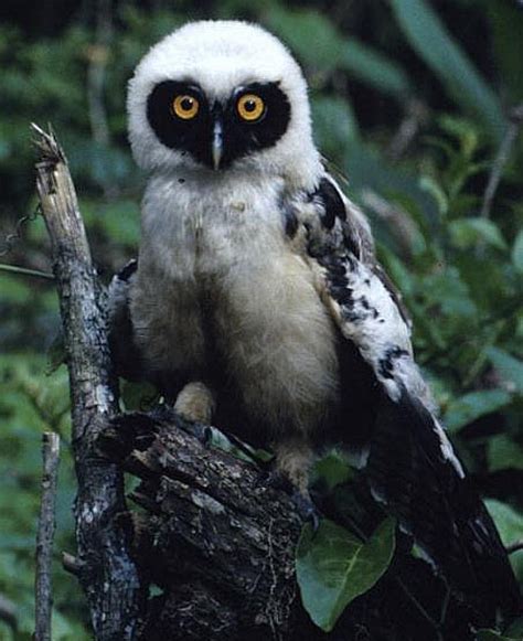 Spectacled Owl Striking Black Yellow And White Animal Pictures And