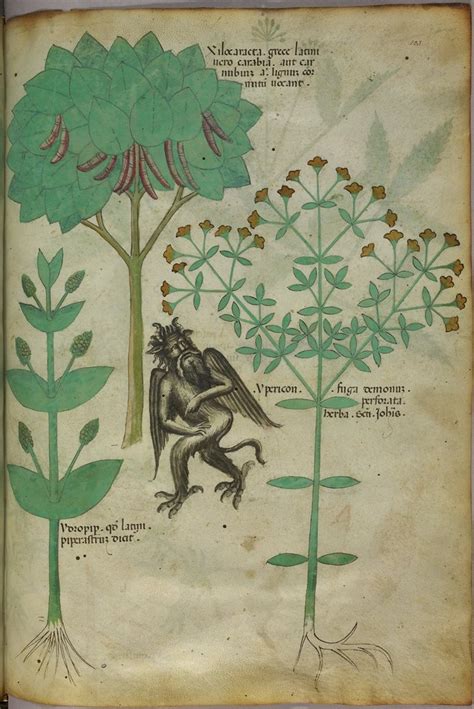 Bibliodyssey Tractatus De Herbis