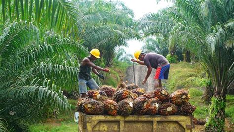 Malaysia's crude palm kernel oil price: US' Malaysia palm oil sanctions worry Indonesian firms