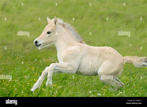 One Week Old Norwegian Horse Foal Galloping In The Field Stock Photo