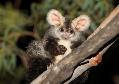 Creating Homes For Australias Largest Gliding Possum The Greater