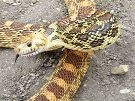 Maybe you would like to learn more about one of these? angry hissing snake! - YouTube