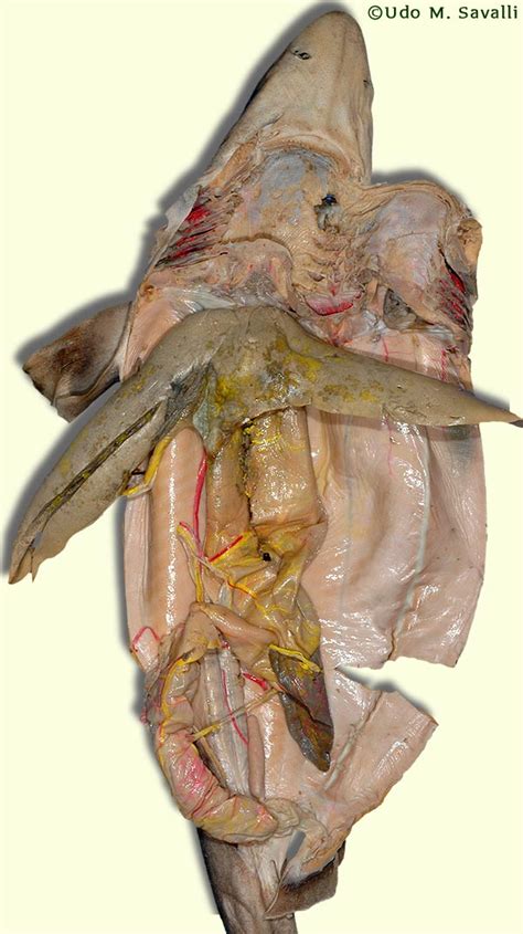 Quickly memorize the terms, phrases and much more. mcolsoqo: dogfish shark skeleton