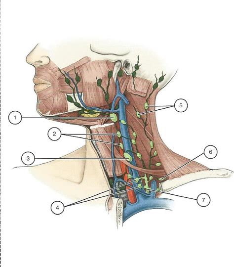 Deep Cervical Lymph Nodes Diagram Quizlet